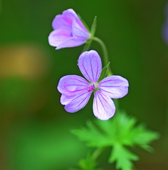 Geranium asphodeloides