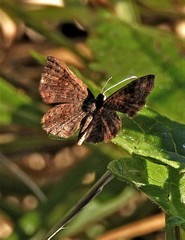 Calephelis aymaran