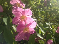 Rosa acicularis