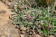 Indigofera burchellii