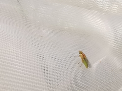 Meromyza femorata