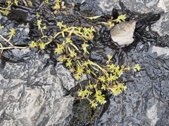Crassula granvikii