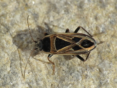 Xanthochilus saturnius