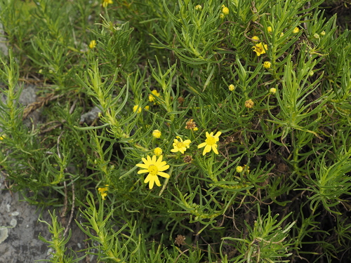 Euryops pinifolius