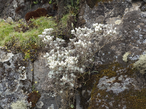 Helichrysum citrispinum citrispinum