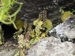 Umbilicus botryoides