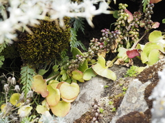 Umbilicus botryoides