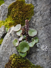 Umbilicus botryoides