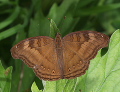 Junonia iphita iphita