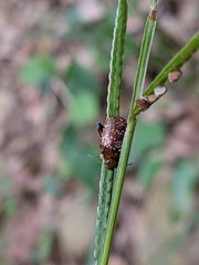 Asiophrida scaphoides