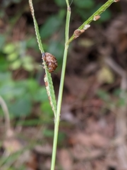Asiophrida scaphoides