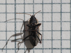 Xanthochilus saturnius