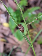Asiophrida scaphoides