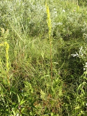 Solidago uliginosa