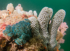 Bugulidae