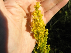 Solidago uliginosa