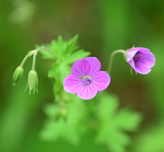 Geranium asphodeloides