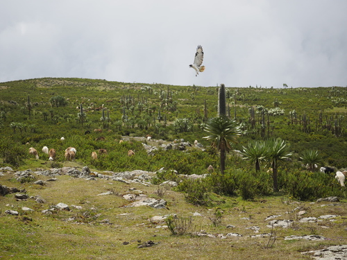 Augur Buzzard