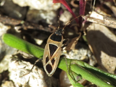 Xanthochilus saturnius