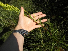 Solidago uliginosa
