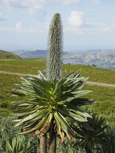 giant lobelia