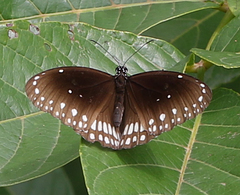 Euploea core core