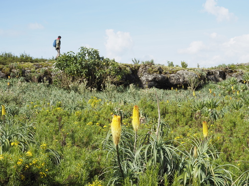 Ethiopian red hot poker