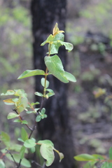 Lonicera caerulea edulis