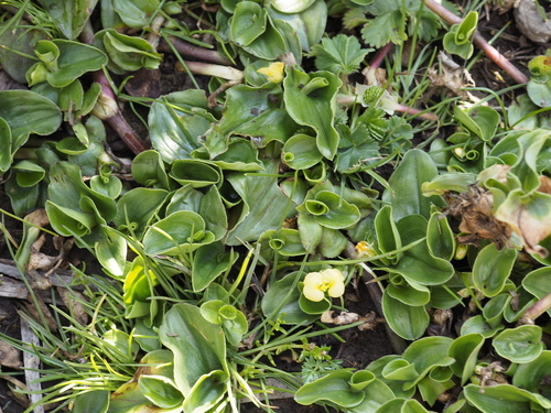 African Yellow Dayflower