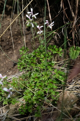 Pelargonium ranunculophyllum