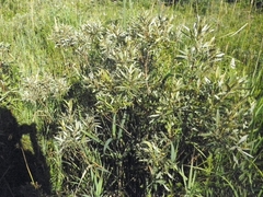 Salix candida