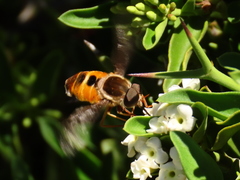 Philoliche aethiopica
