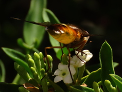 Philoliche aethiopica