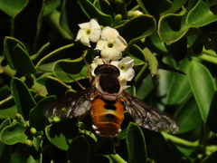Philoliche aethiopica