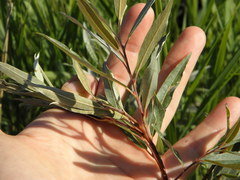 Salix candida