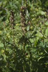 Pedicularis condensata