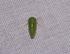 Batracomorphini