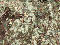 Berberis fremontii