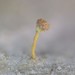 Sclerophora nivea - Photo (c) troy_mcmullin, algunos derechos reservados (CC BY-NC), subido por troy_mcmullin