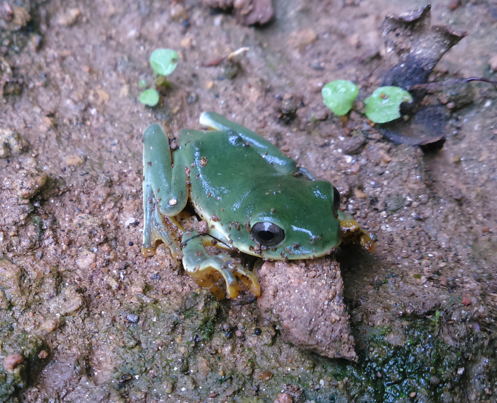 Bordoloi's Tree Frog