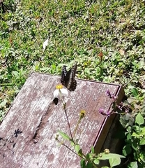 Catasticta flisa flisa