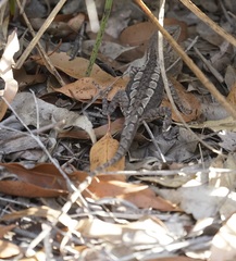 Amphibolurinae