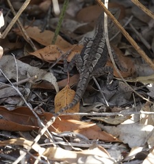 Amphibolurinae