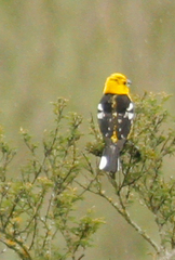Pheucticus chrysogaster