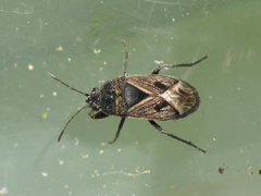 Trapezonotus arenarius