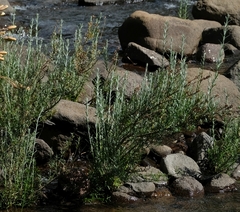 Gomphostigma virgatum