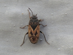 Trapezonotus arenarius