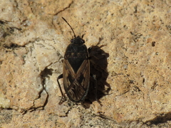 Trapezonotus arenarius