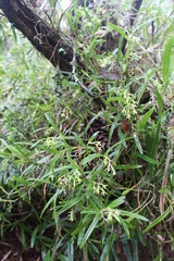 Epidendrum ramosum