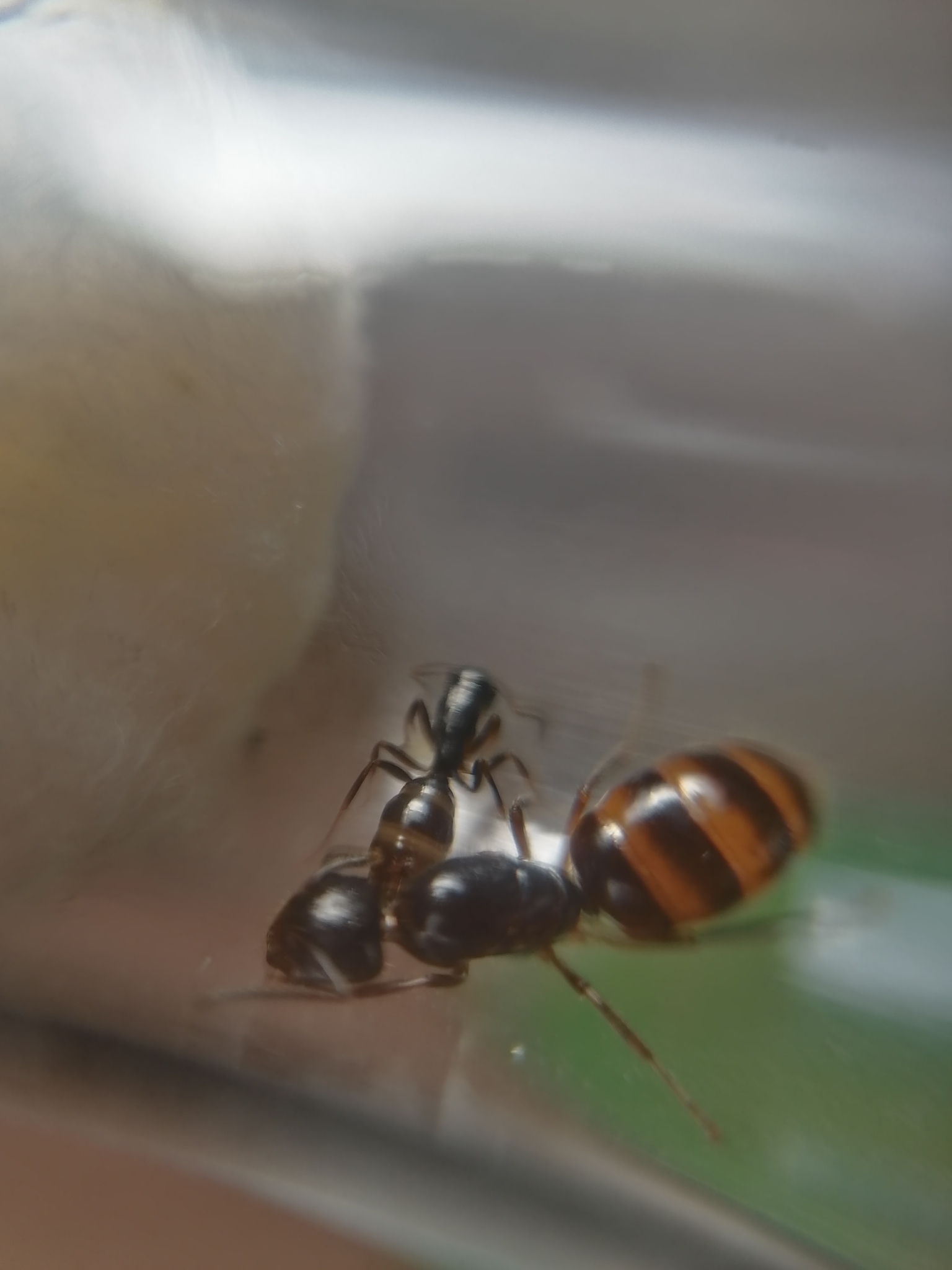 Camponotus nipponensis